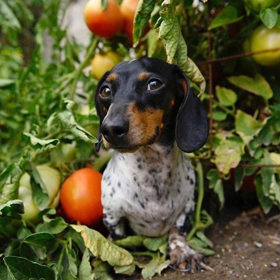 sausage dog and vegetable;e patch 